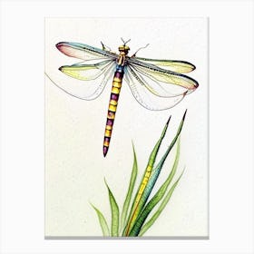 Banded Pennant Dragonfly Watercolour Ink Pencil 1 Canvas Print