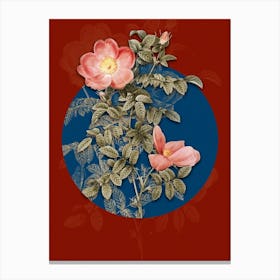 Vintage Botanical Red Sweetbriar Rose on Circle Blue on Red n.0146 Canvas Print