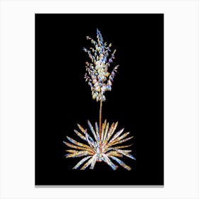 Stained Glass Adam's Needle Mosaic Botanical Illustration on Black n.0046 Canvas Print
