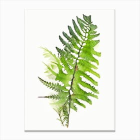 Tripinnatifid Spleenwort Watercolour Canvas Print