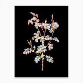 Stained Glass Prickly Sweetbriar Rose Mosaic Botanical Illustration on Black n.0304 Canvas Print
