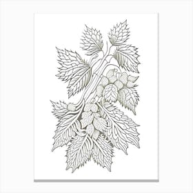 Hops Herb William Morris Inspired Line Drawing 3 Canvas Print