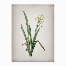 Vintage Crimean Iris Botanical on Parchment n.0548 Canvas Print