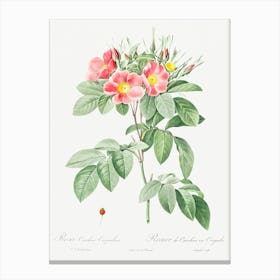 Pasture Rose, Pierre Joseph Redoute Canvas Print