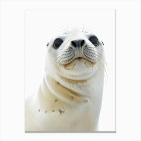 Seal portrait 1 Canvas Print