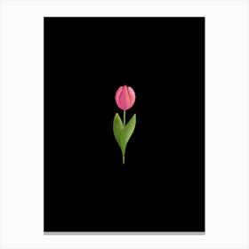Pink Tulip On Black Canvas Print