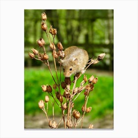 Field Mouse On A Plant Cute Canvas Print