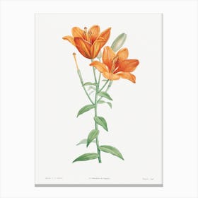Orange Bulbous Lily From La Botanique De Jj Rousseau, Pierre Joseph Redouté Canvas Print