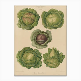 Cabbages 5 Canvas Print