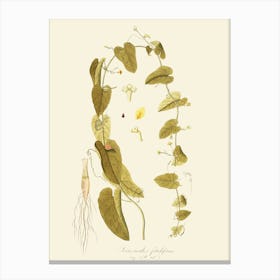 Ginkgo Biloba 5 Canvas Print