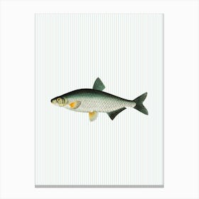 Fish Striped Kitchen Poster Leinwandbild