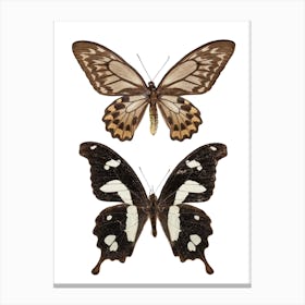 Two Butterflies 4 Canvas Print