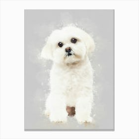 Maltese Dog Canvas Print