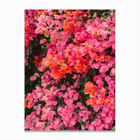 California Blooms Canvas Print