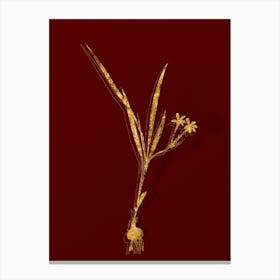 Vintage Gladiolus Inclinatus Botanical in Gold on Red n.0413 Canvas Print