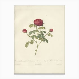 Rose Illustration, Pierre Joseph Redoute(108) Canvas Print