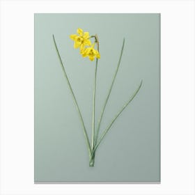 Vintage Narcissus Odorus Botanical Art on Mint Green Canvas Print