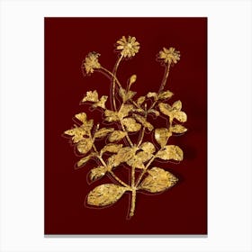 Vintage Blue Marguerite Plant Botanical in Gold on Red n.0269 Canvas Print