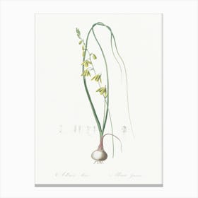 Albuca Illustration From Les Liliacées (1805), Pierre Joseph Redoute Canvas Print