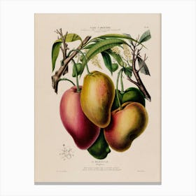 Mangoes Canvas Print