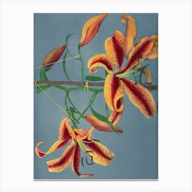 Lily, Hand Colored Collotype From Some Japanese Flowers (1897), Kazumasa Ogawa 2 Canvas Print