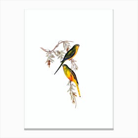 Vintage Orange Bellied Grass Parrakeet Bird Illustration on Pure White n.0297 Canvas Print