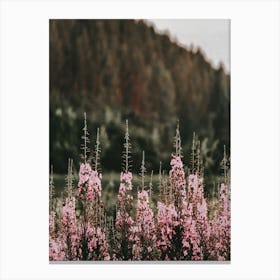 Pink Lupine Flowers Canvas Print