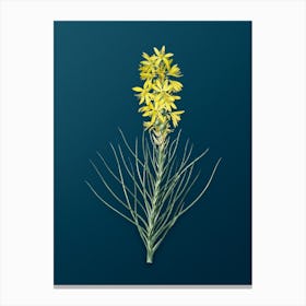 Vintage Yellow Asphodel Botanical Art on Teal Blue n.0910 Canvas Print