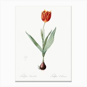 Tulip Illustration From Les Liliacées, Pierre Joseph Redouté Canvas Print