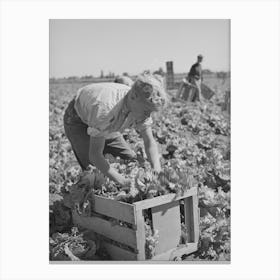 Putting Lettuce In Crates In The Field Canyon County, Idaho By Russell Lee 1 Canvas Print