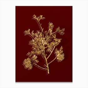 Vintage Atlantic White Cypress Botanical in Gold on Red n.0265 Canvas Print