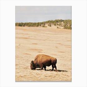Montana Bison Canvas Print