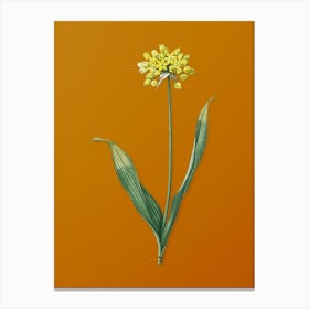 Vintage Golden Garlic Botanical on Sunset Orange n.0005 Canvas Print