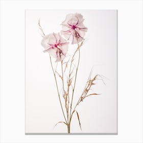 Pressed Wildflower Botanical Art Fireweed Chamerion 1 Canvas Print