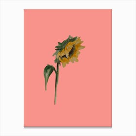 Sunflower Canvas Print