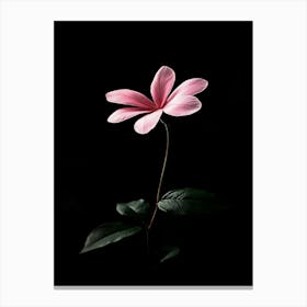 Pink Flower On Black Background 7 Canvas Print