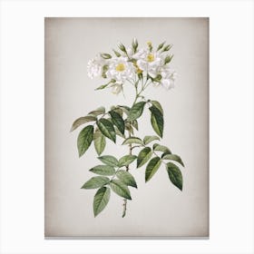 Vintage Musk Rose Botanical on Parchment 1 Canvas Print