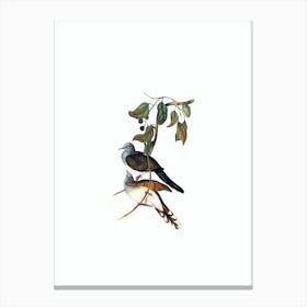 Vintage Barred Shouldered Ground Dove Bird Illustration on Pure White n.0420 Canvas Print