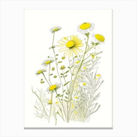 Chamomile Spices And Herbs Pencil Illustration 3 Canvas Print