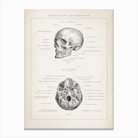 Vintage Brockhaus 3 Anatomie Schädel Canvas Print