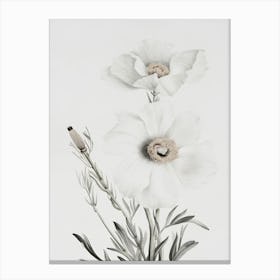 White Poppy Canvas Print