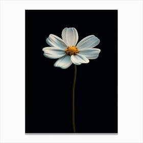 Single White Daisy 3 Canvas Print