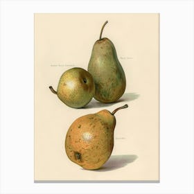 Vintage Illustration Of Beurre Dance, Beurre Diel, Summer Beurre D Aremberg Pears, John Wright Canvas Print