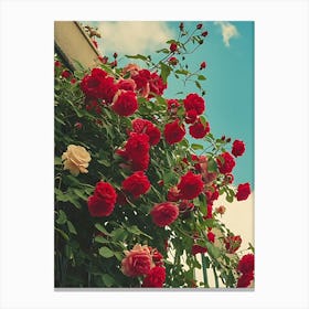 Roses 4 Canvas Print