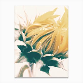 Closed Sunflower Canvas Print