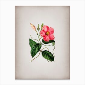 Vintage Knob Jointed Dipladenia Flower Botanical on Parchment n.0078 Canvas Print