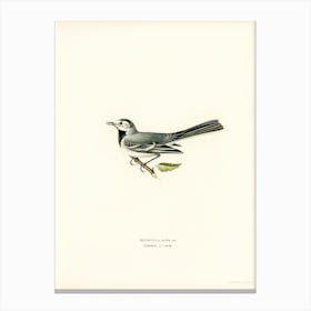Pied Wagtail Female, The Von Wright Brothers Canvas Print