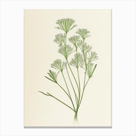 Caraway Herb Pencil Colour Canvas Print