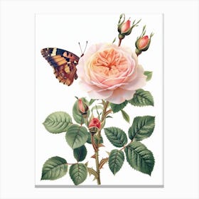 English Roses Painting Rose With Butterfly 3 Canvas Print