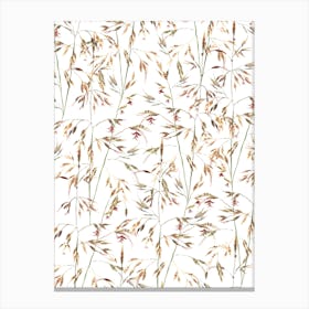 Native Themeda Grass Pattern On White Canvas Print